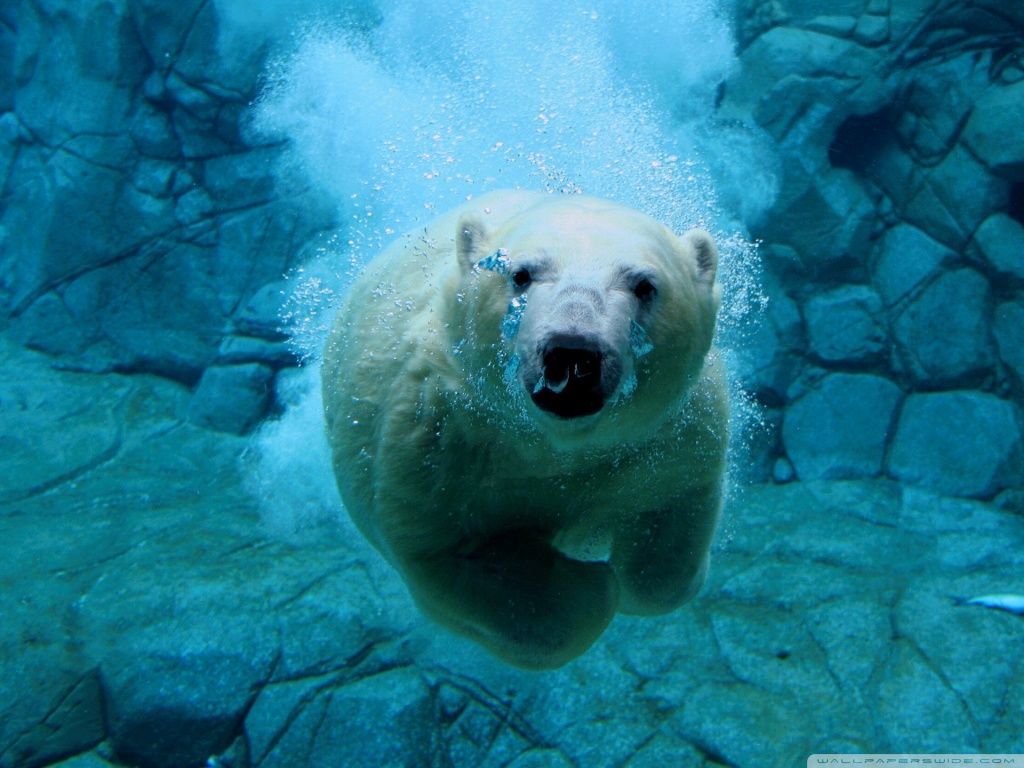 Polar Bear Swimming HD desktop wallpaper : Widescreen : High ...
