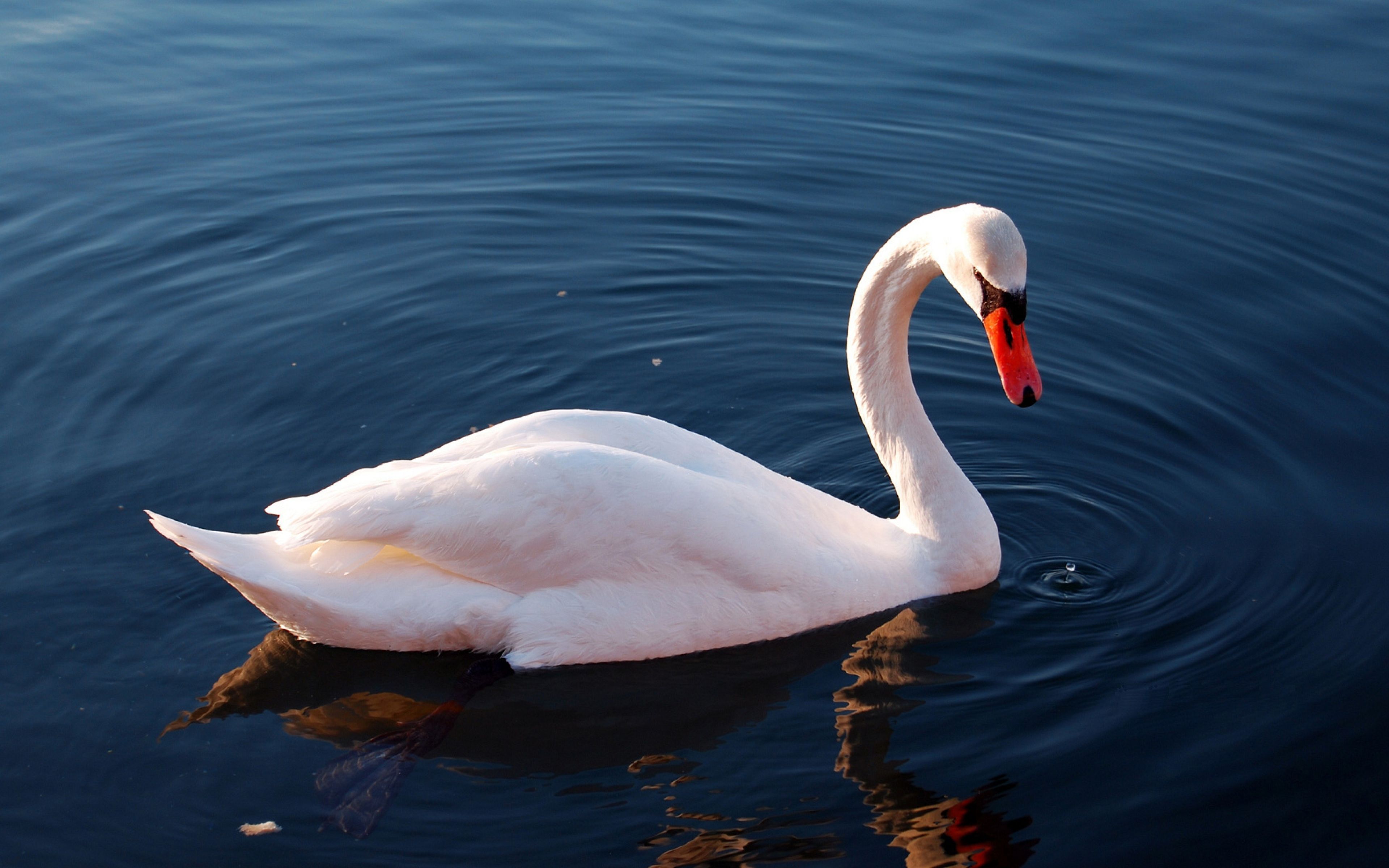 Download Wallpaper 3840x2400 Swan, Water, Feathers, Swimming Ultra ...