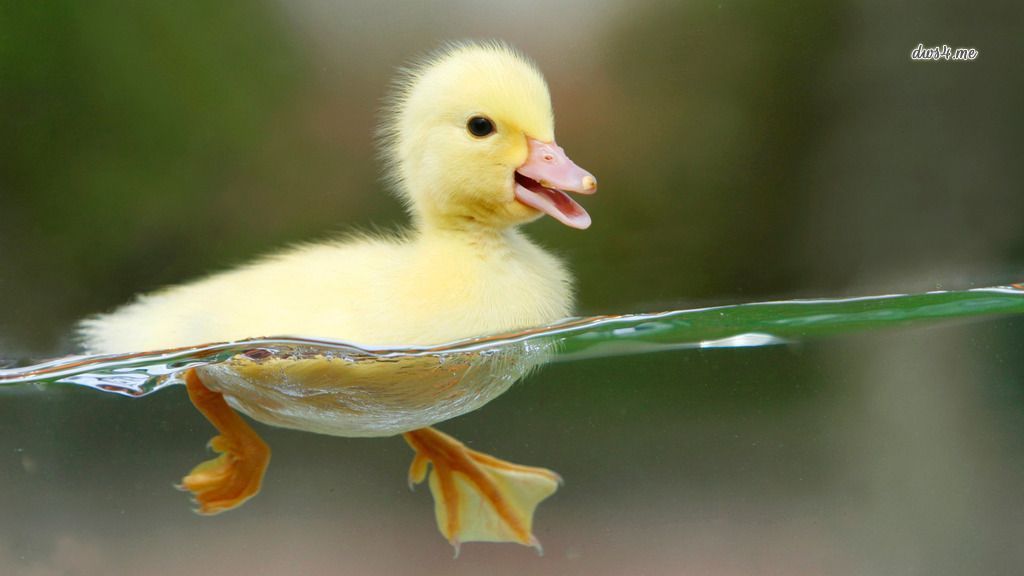 Download Cute Duck Swimming HD Wallpapers | Wallpaper in Pixels