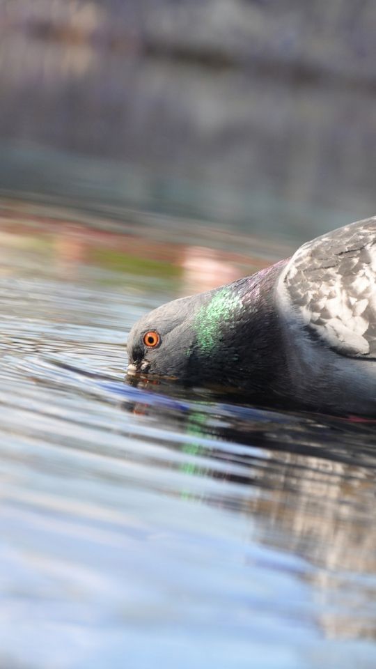 Download Wallpaper 540x960 Pigeon, Birds, Water, Swimming Android ...