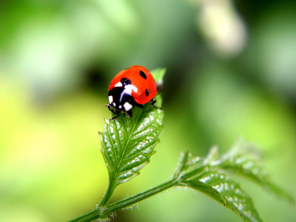 Nature wallpaper - Insects Wallpaper free hd downloads. Iphone