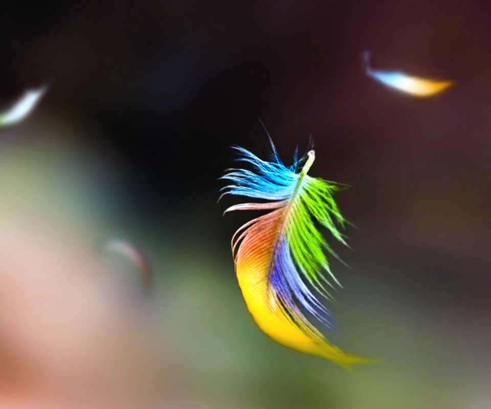 A Few Drinks, A Feather | Hot HD Wallpapers