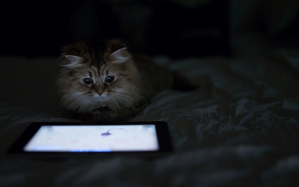 WALLPAPER HD Tablet Light Cat Bed Hd Wallpaper