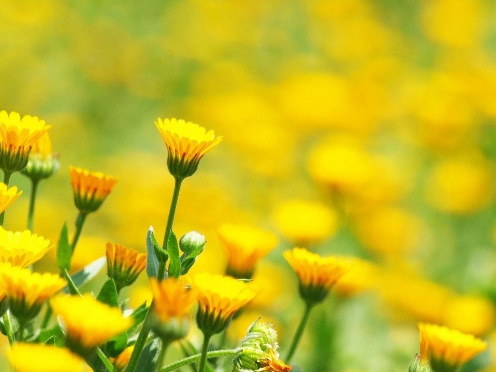 Yellow flowers in field wallpapers free download 1024x768