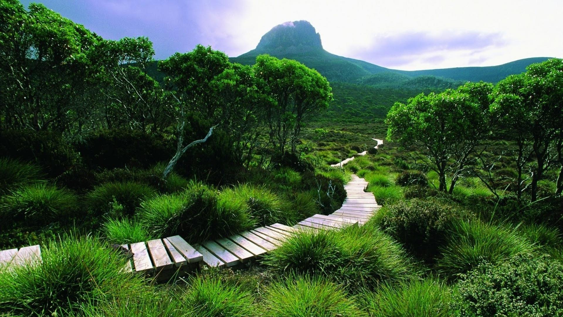 Green landscapes nature trees forests hills tasmania wallpaper ...