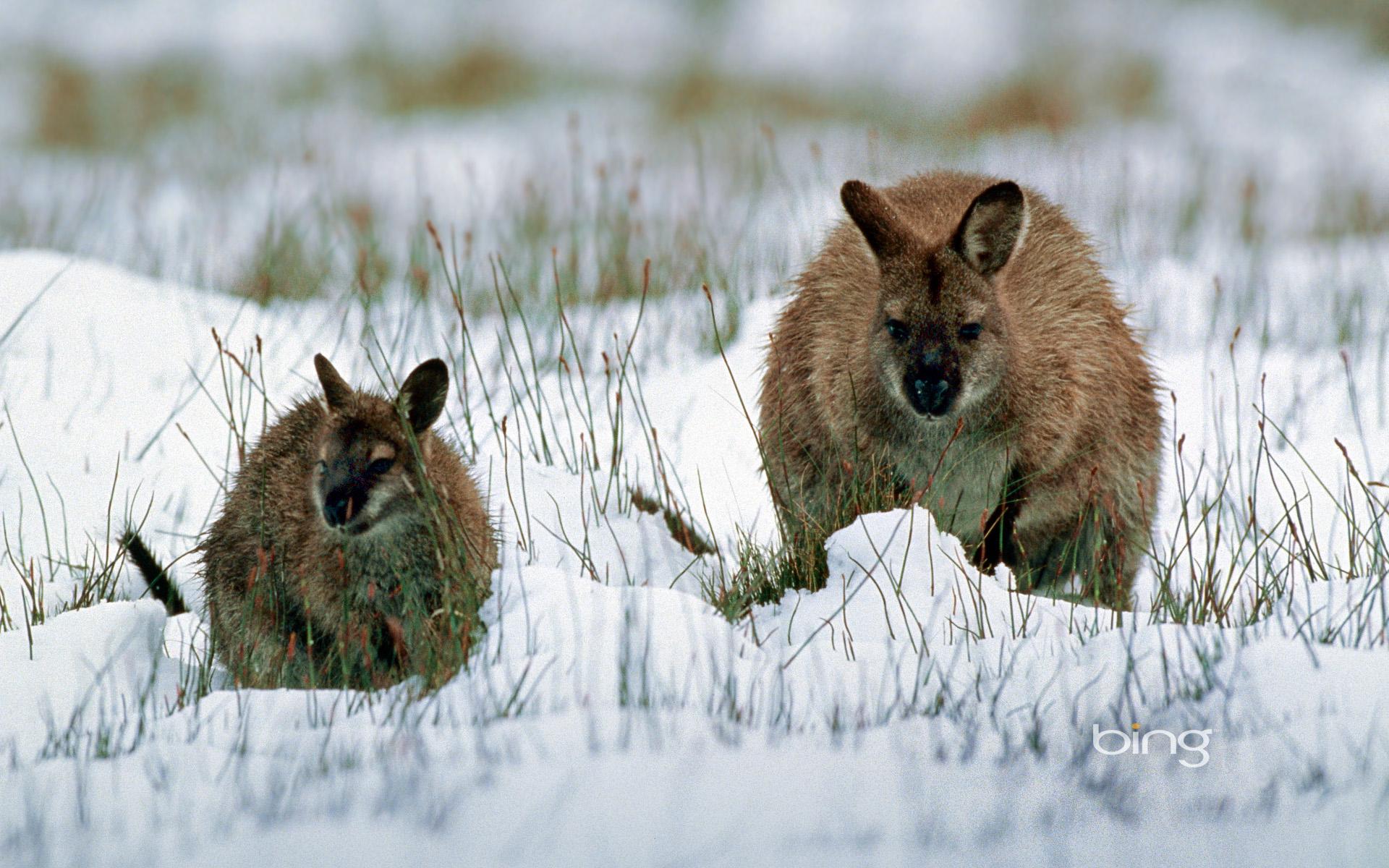 Wallaby,with,joey,in,snow,tasmania >> HD Wallpaper, get it now!