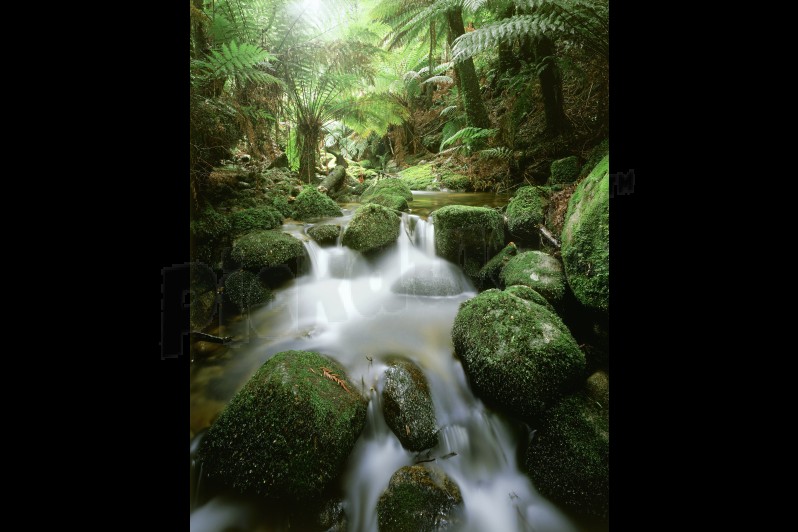 Rainforest stream, blue tier, n.e. tasmania Wallpaper Mural ...