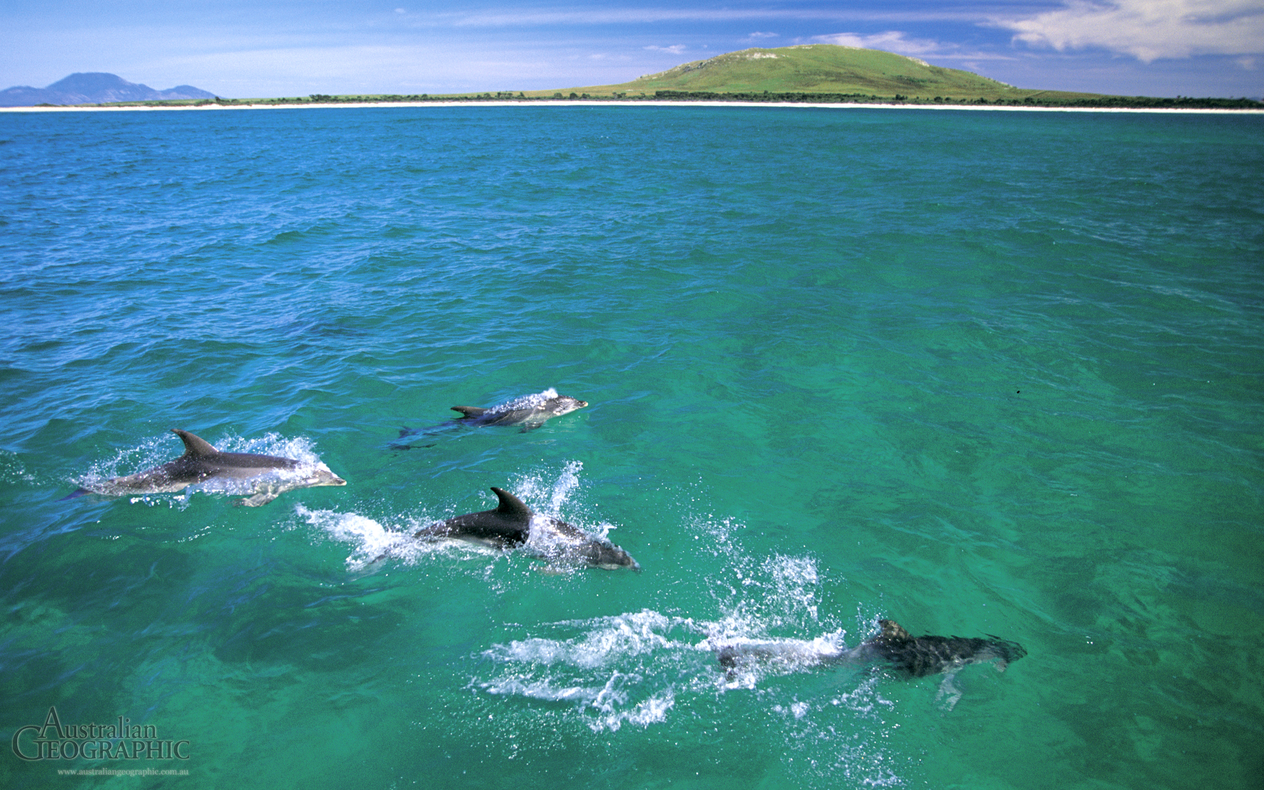 Cruising dolphins, Flinders Island, Tasmania - Australian Geographic