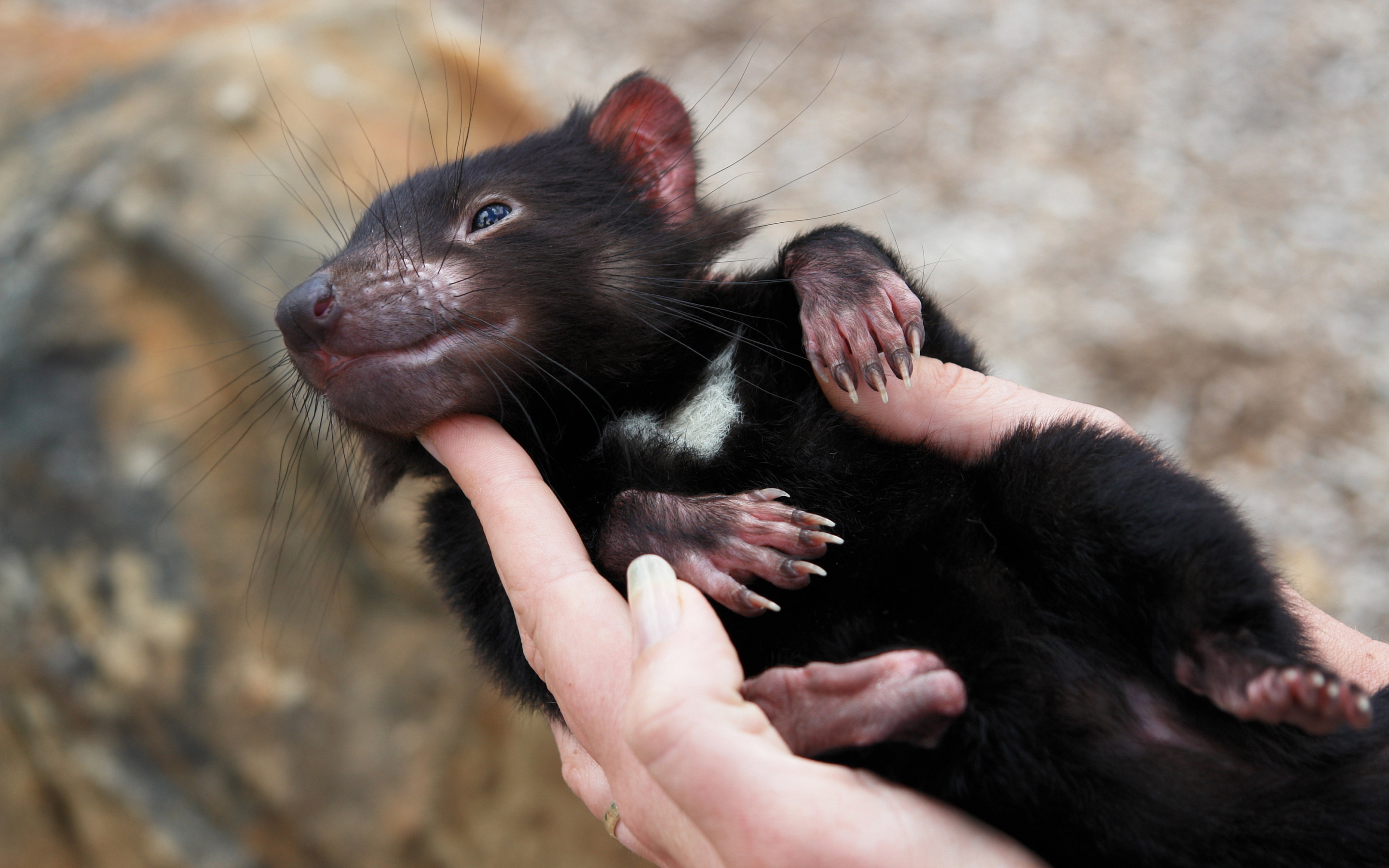 Tasmanian devil baby Wallpapers Pictures