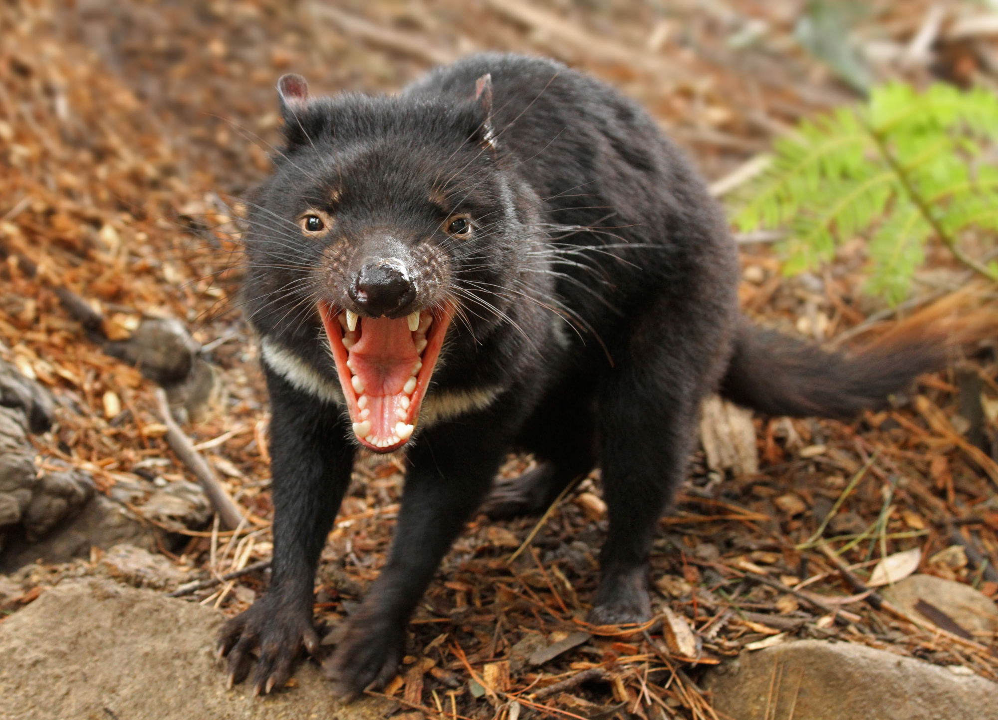Tasmanian devil history and some interesting facts