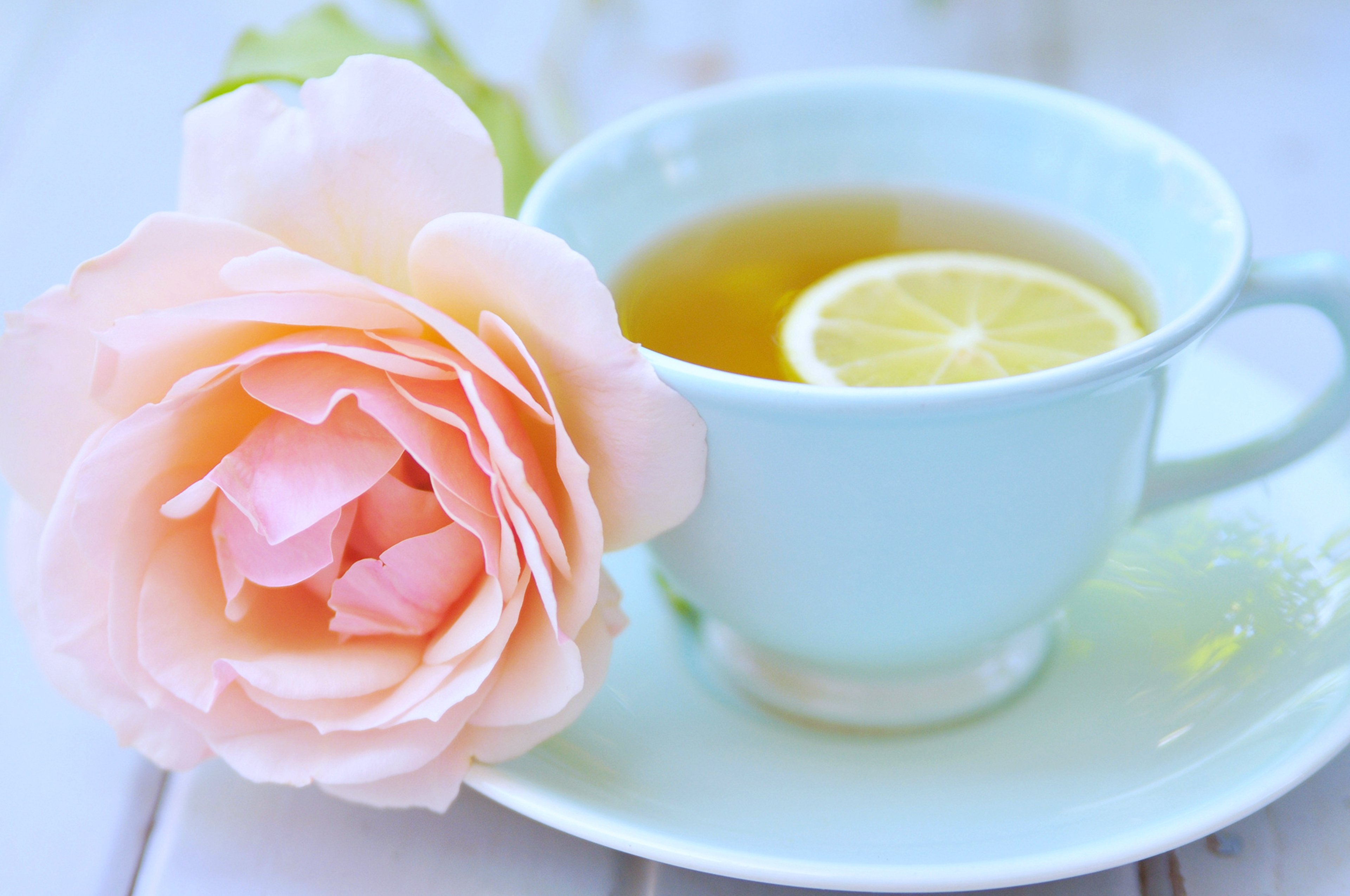 Rose flowers tea cup love romance relax emotions Lemon spring ...