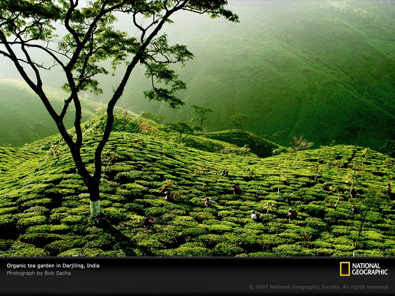 India Tea Picture, Darjiling Region Tea Wallpaper, Download ...