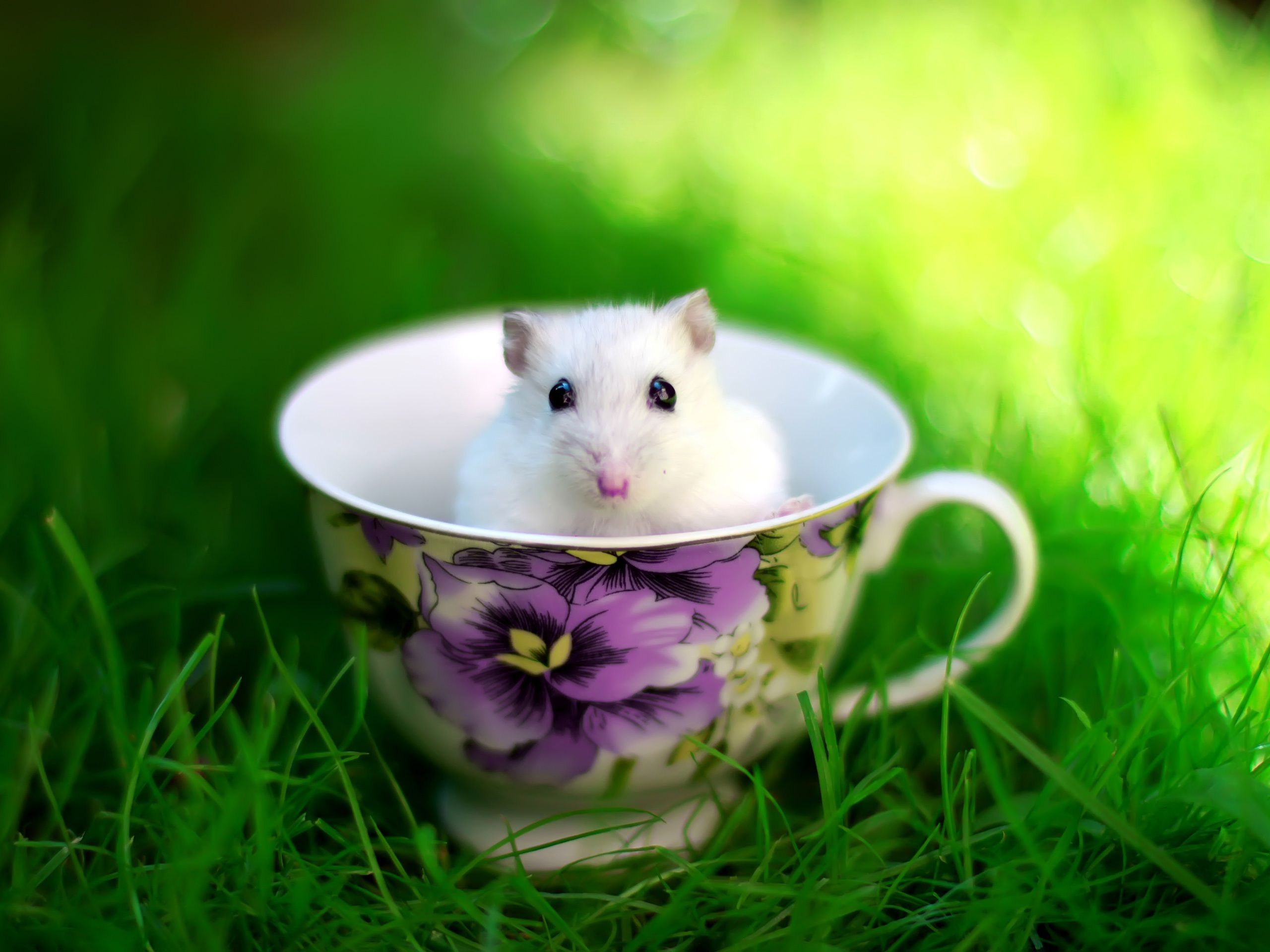 The lovely mice in the teacup Wallpaper 2560x1920 resolution