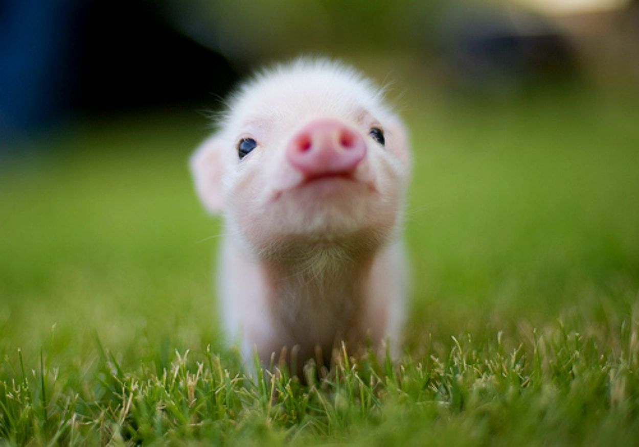 IMAGE | cute teacup pigs wallpaper