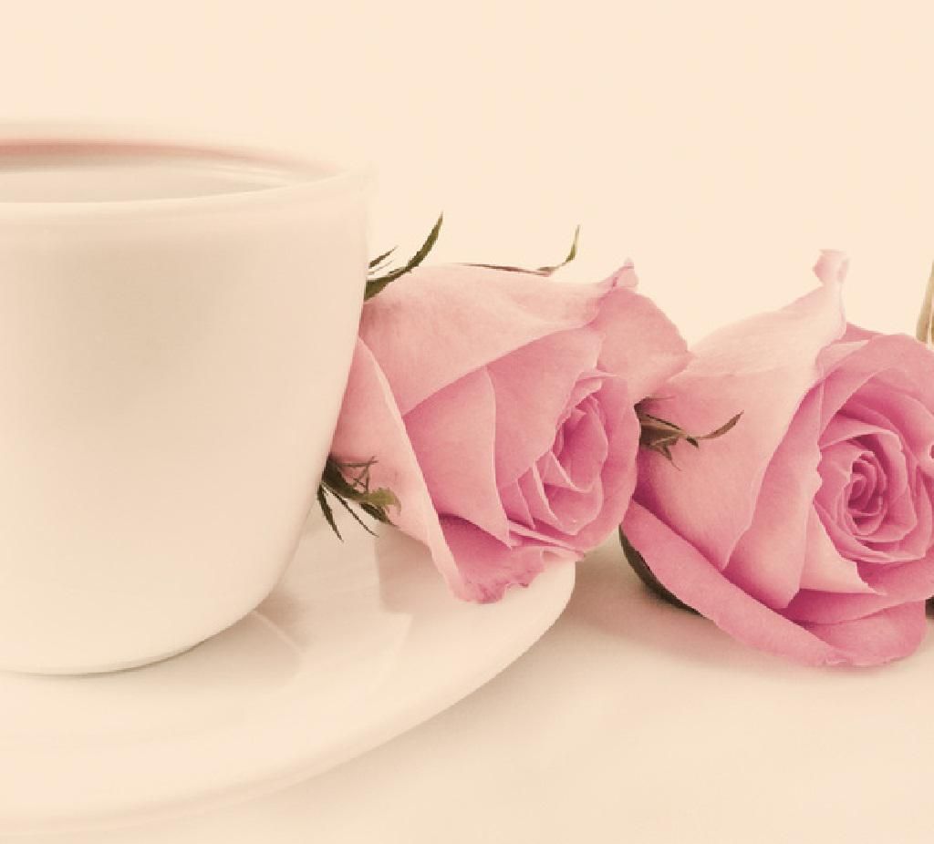 Pink roses and teacup - - High Quality and Resolution