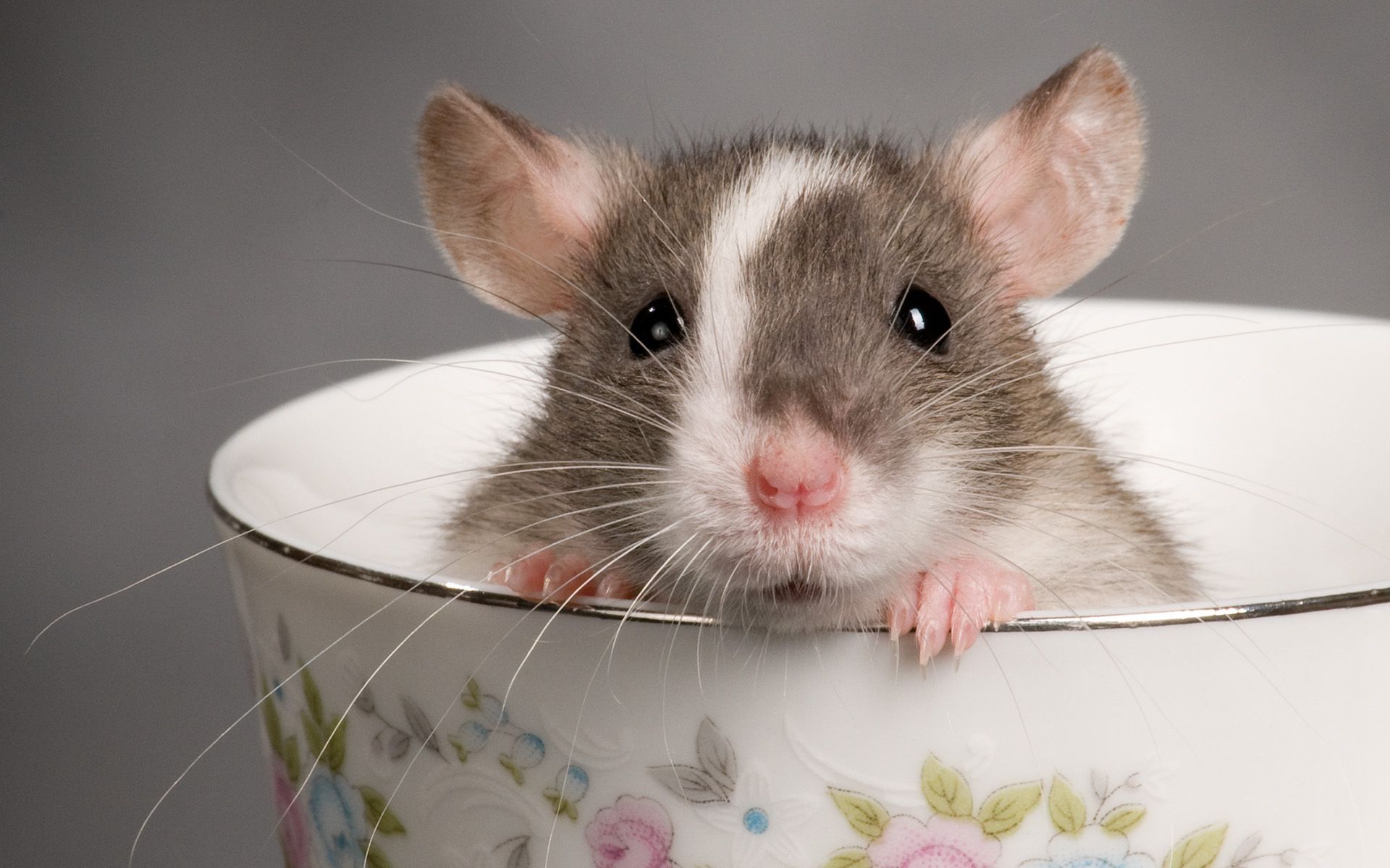 Download Rat Teacup Animal Cute Rodent Wallpaper 1920x1200 | Full ...