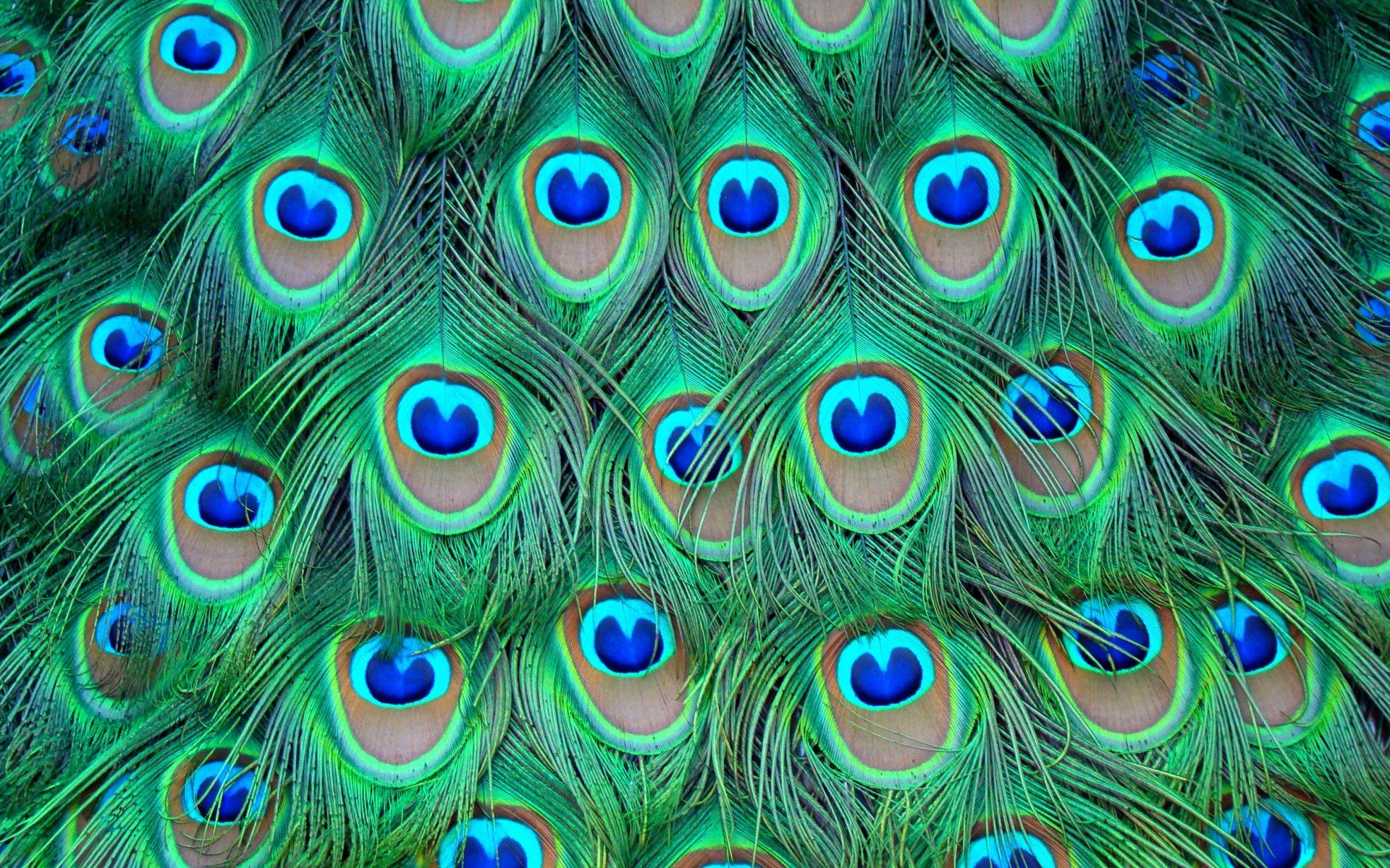 Superb Teal Wallpaper Peacock Image Feathers Picture