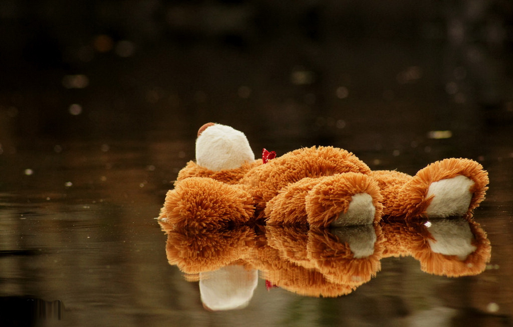 99 Teddy Bear HD Wallpapers | Backgrounds - Wallpaper Abyss