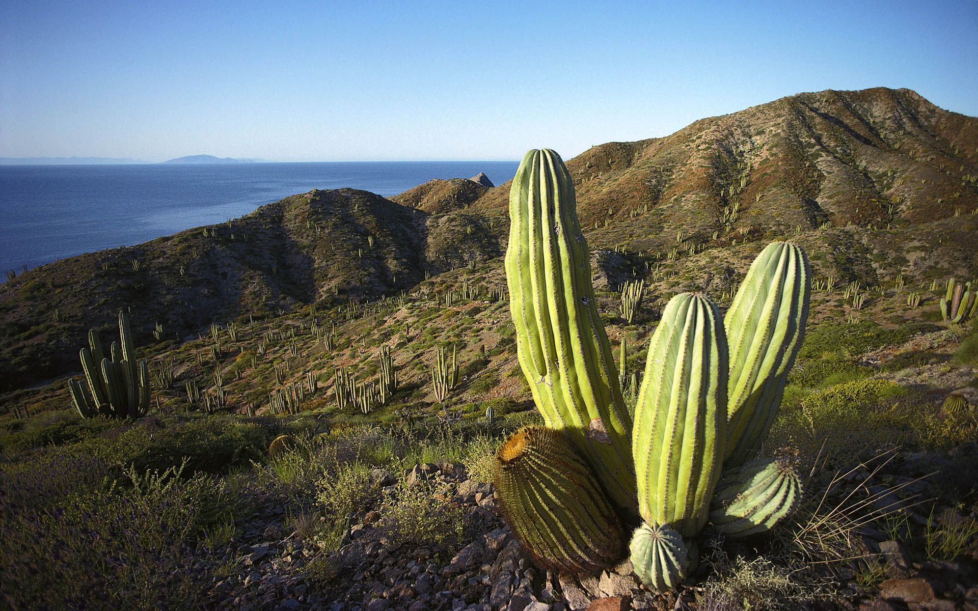 Mexico cactus tequila wallpapers and images - wallpapers, pictures ...