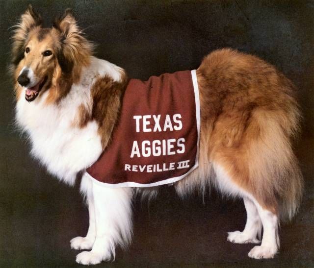 Reveille III, Texas A & M mascot Mascot World Pinterest