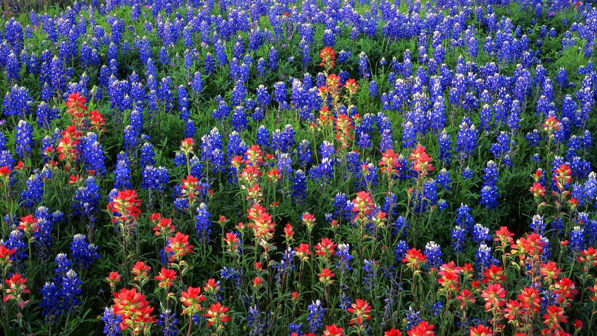 flowers fields texas bluebonnet #QbOd