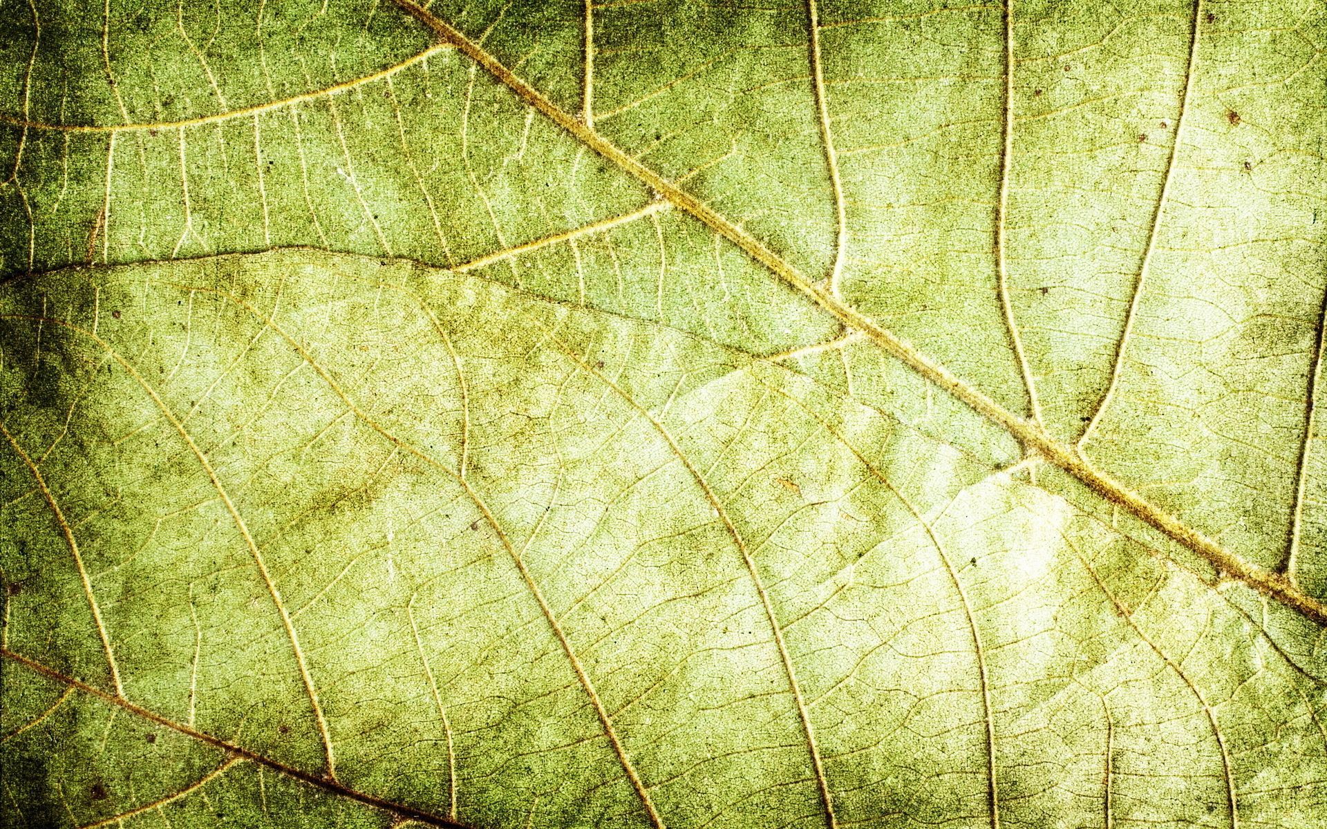 Nature Leaves Background Eighteen | Photo Texture & Background