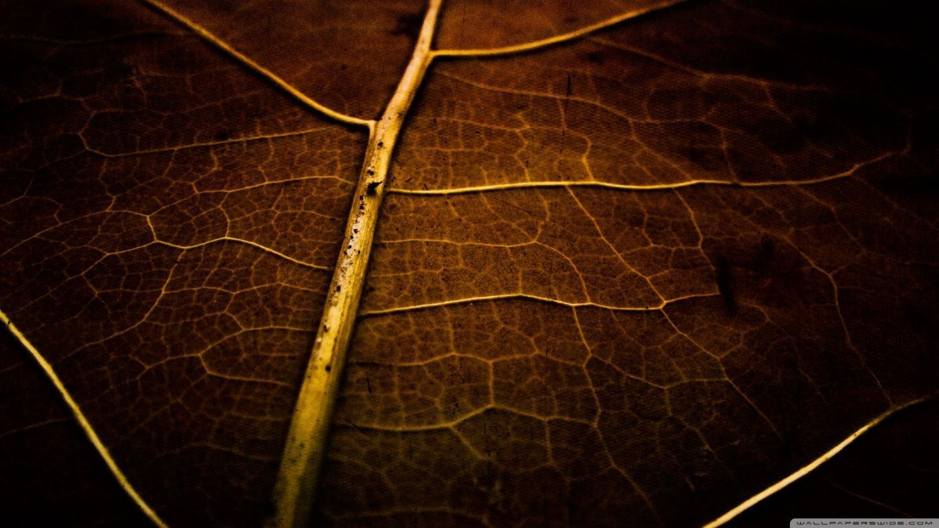 Dry Leaf Texture Wallpapers | Hd Wallpapers