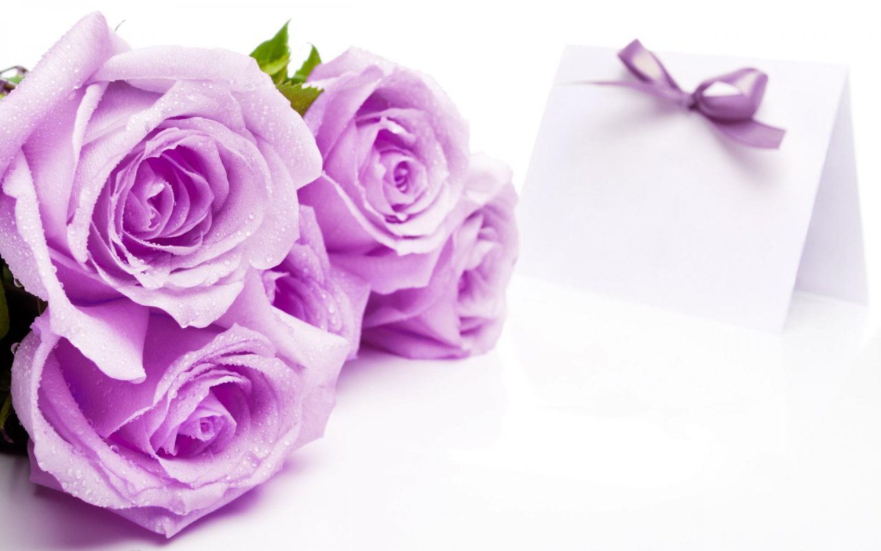 Purple Roses 1280x800 Wallpapers, 1280x800 Wallpapers & Pictures