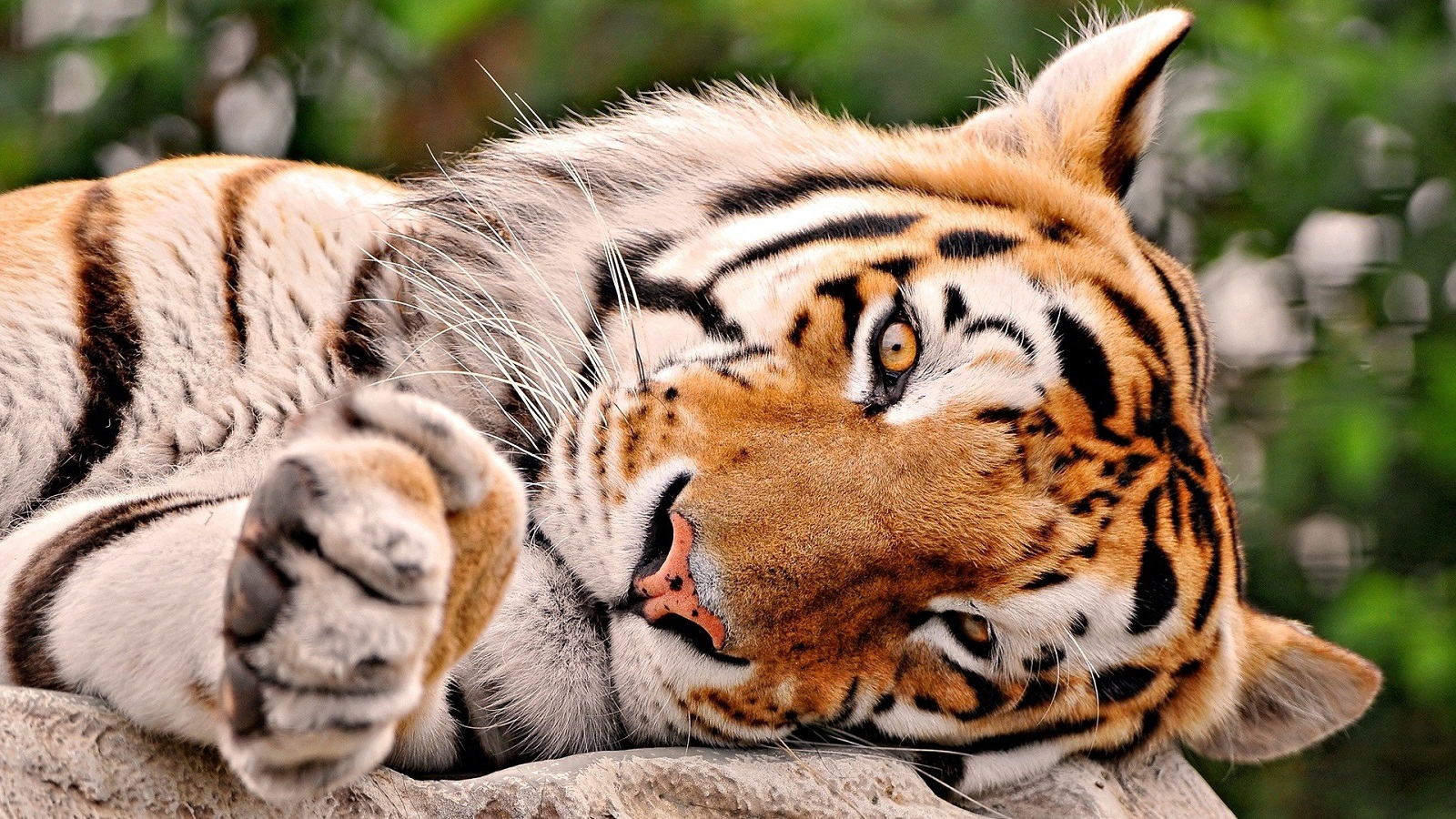 Animal Wallpaper ›› Download Tiger Hd Wallpapers | Funonsite.com
