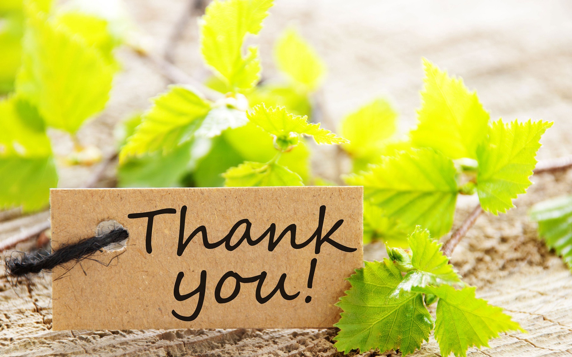 Images Of Thank You Flowers Wallpaper High Resolution with HD ...