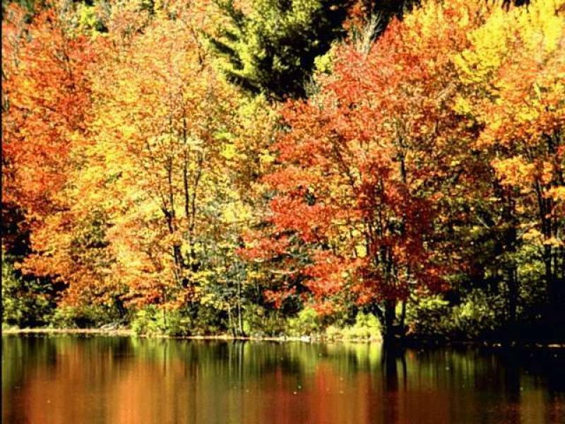 Free Thanksgiving and Autumn desktop wallpapers