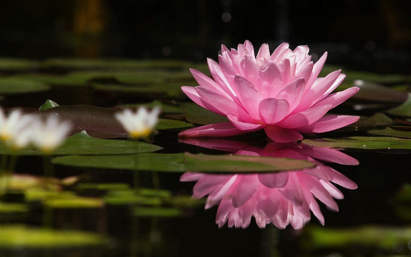 Lotus Flower HD Wallpapers - , New Wallpapers, New Wallpapers
