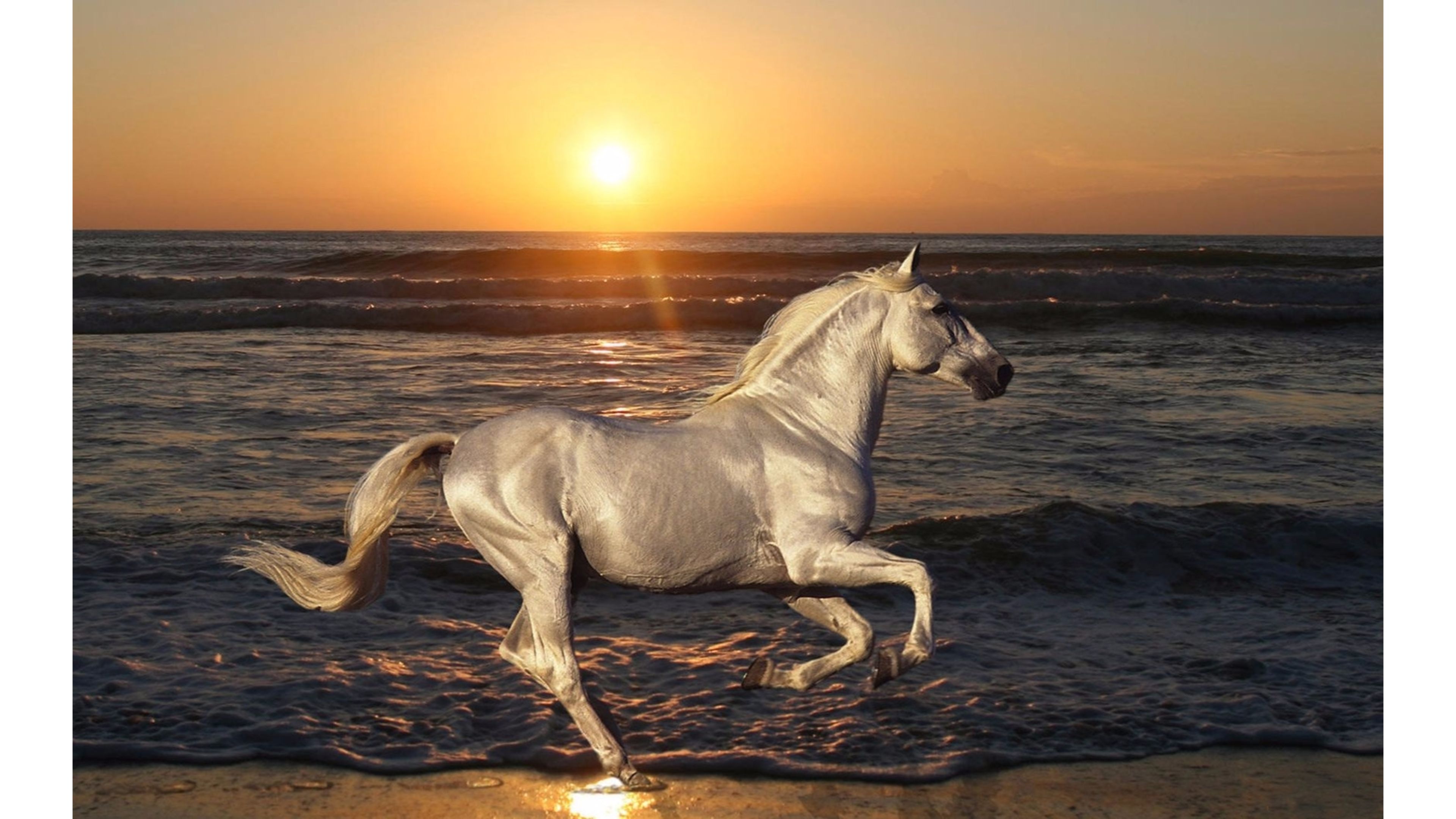 Most Amazing Horses 4K Wallpaper | Free 4K Wallpaper
