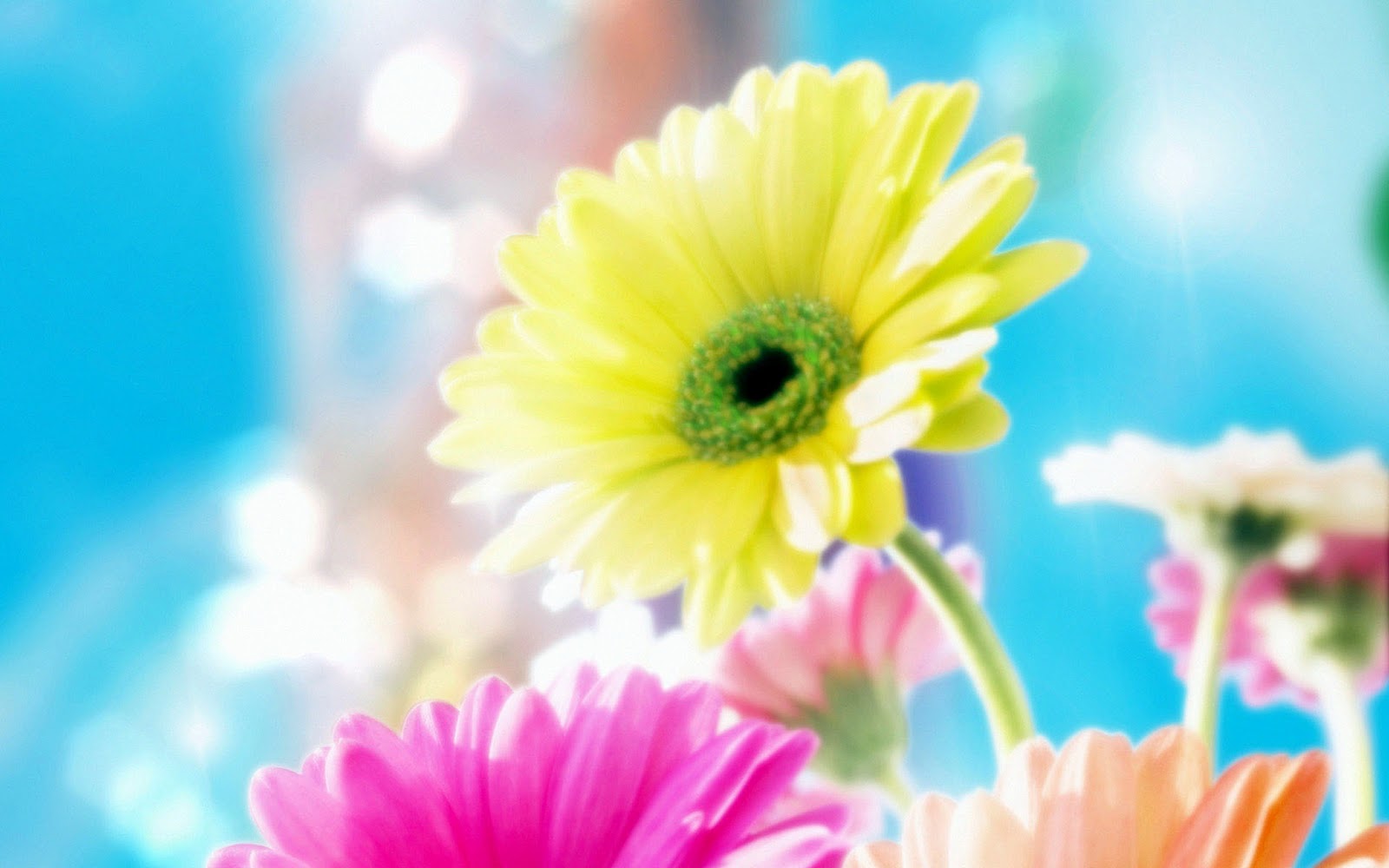 Most Beautiful Flower Wallpapers - Sweet Flowers Delights