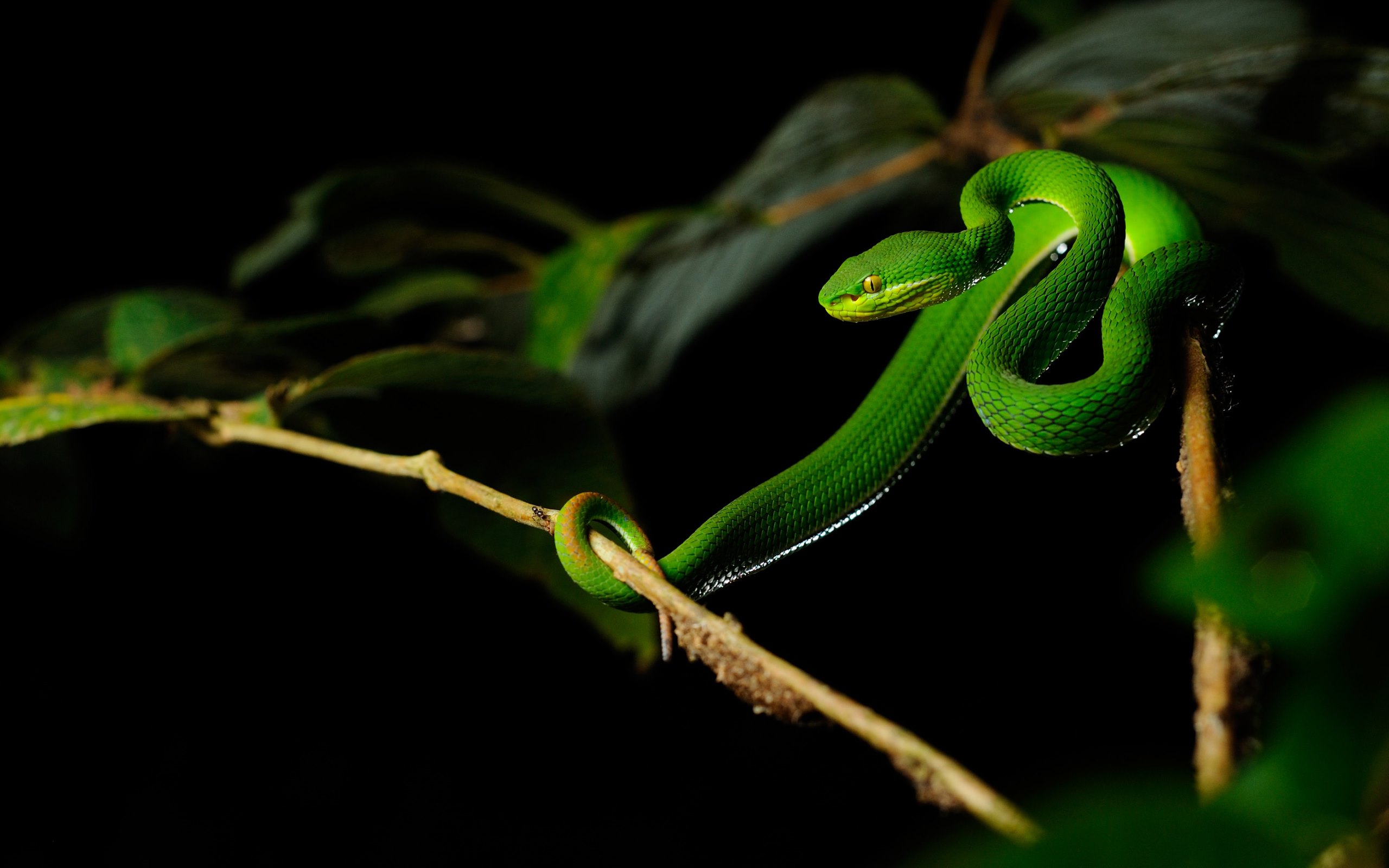 Top Of Pit Viper Wallpapers