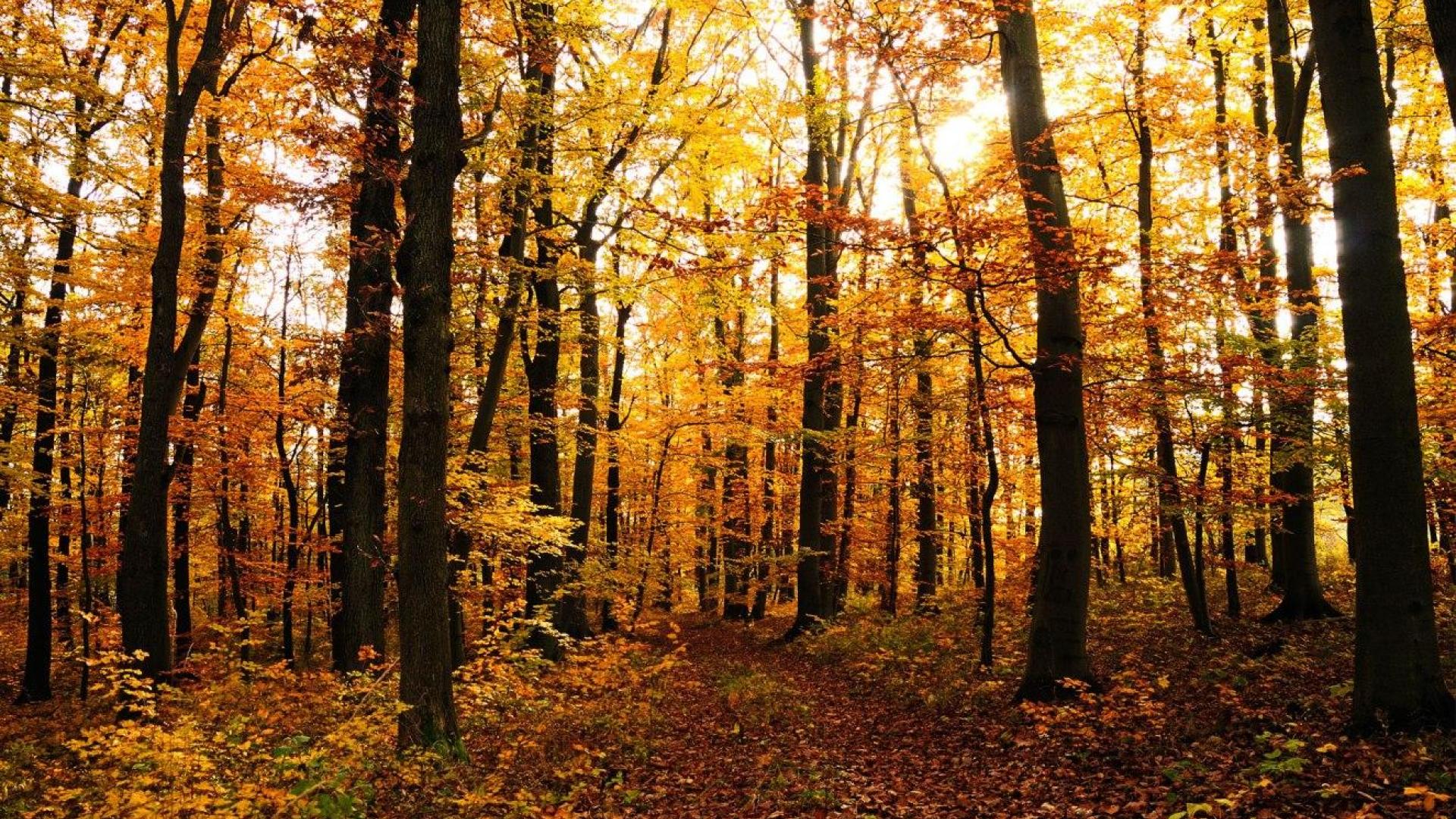 autumn in the woods wallpaper - (#88495) - HQ Desktop Wallpapers ...