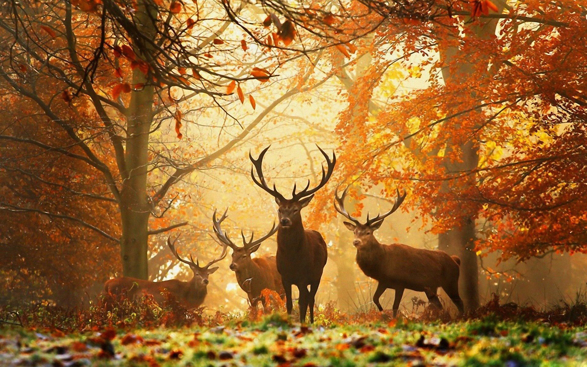 Deer in the woods wallpapers and images - wallpapers, pictures, photos