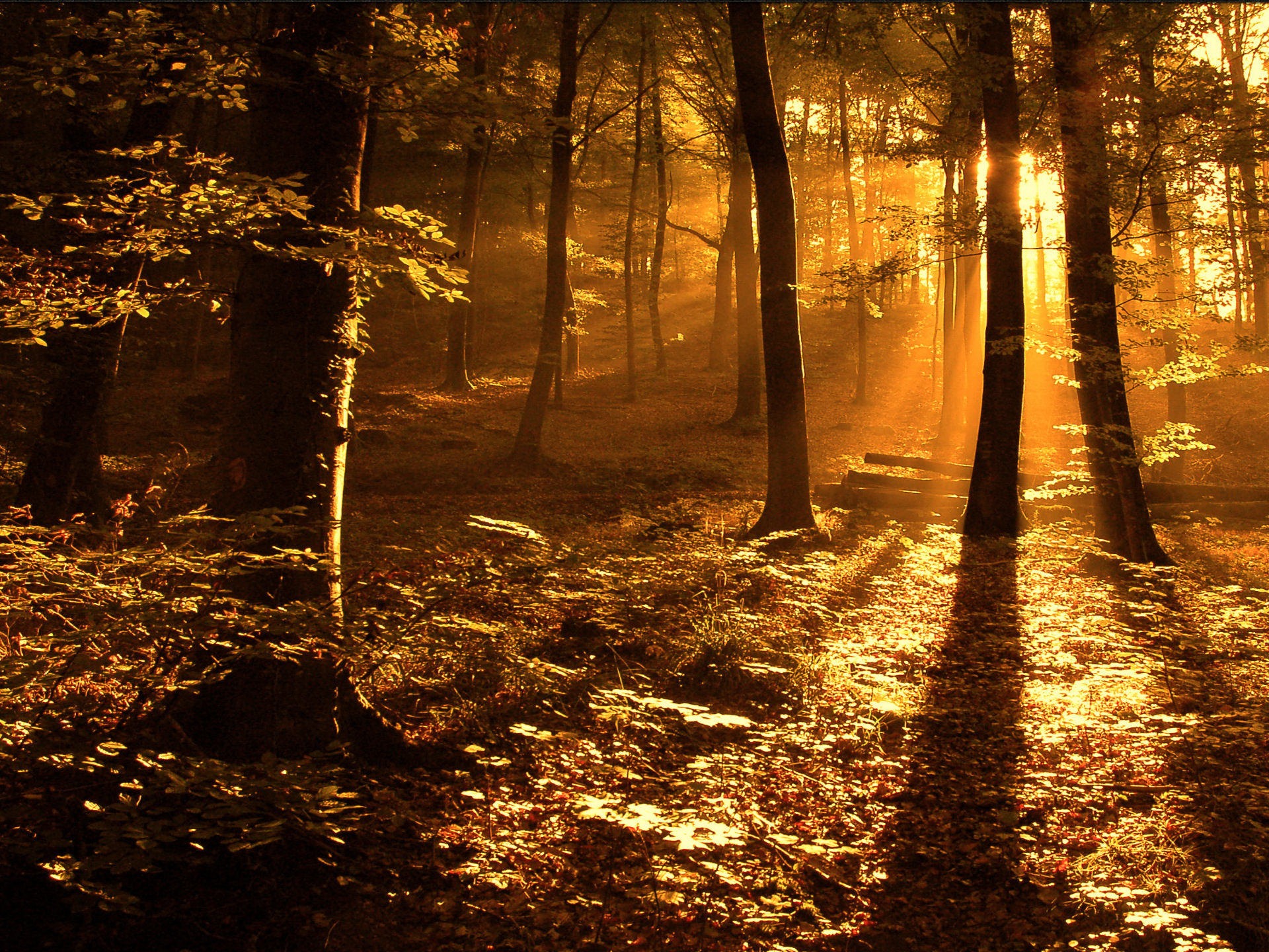 Download Sun ray in the woods Wallpaper Landscape Nature Wallpaper