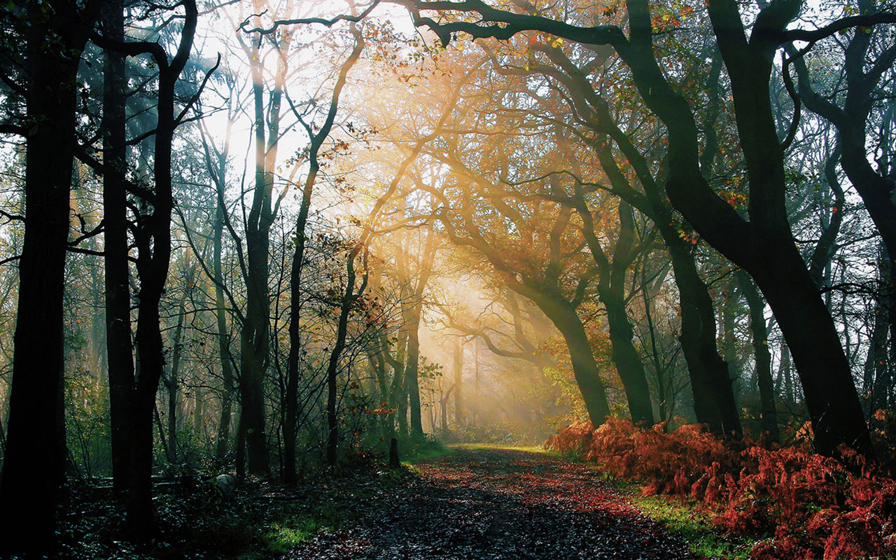 Through the woods of the beautiful sunshine HD wallpaper 5 ...