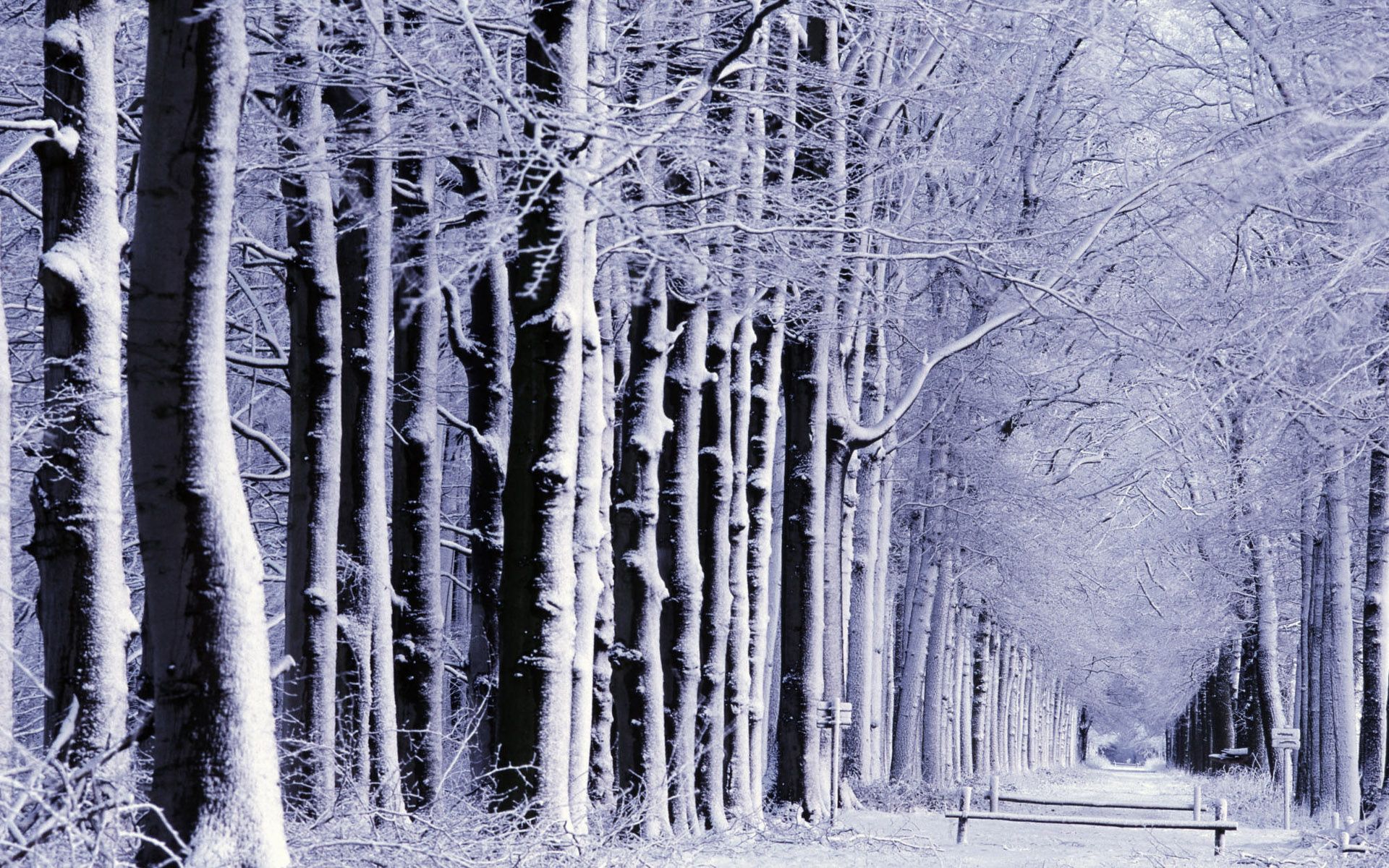 Winter Wallpapers Snow In The Woods #10504 Wallpaper ...