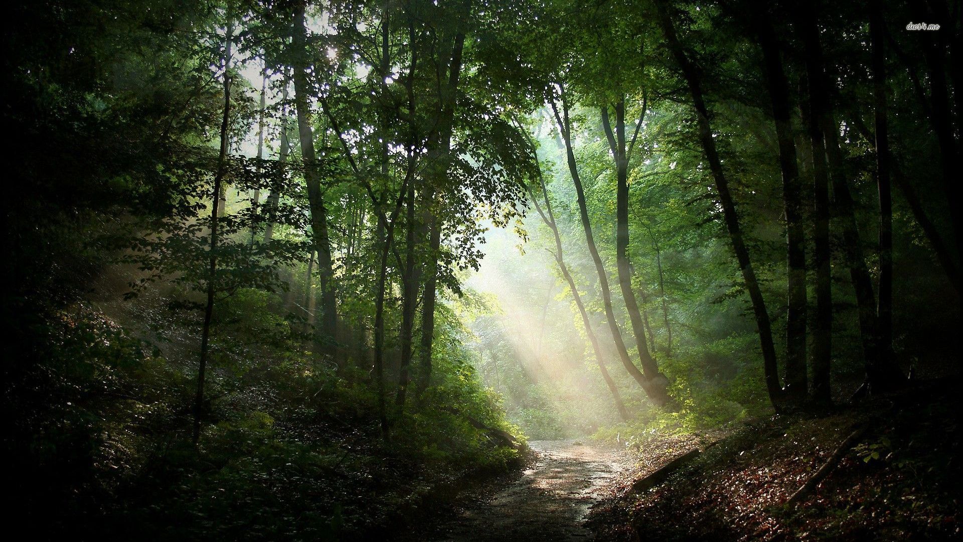 26743-sunlit-path-in-the-woods-1920×1080-nature-wallpaper ...