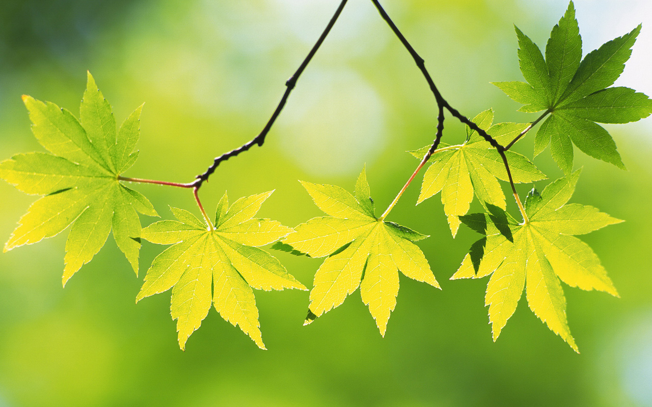 Green Maple Leaf Theme Wallpapers, HD Wallpaper Downloads