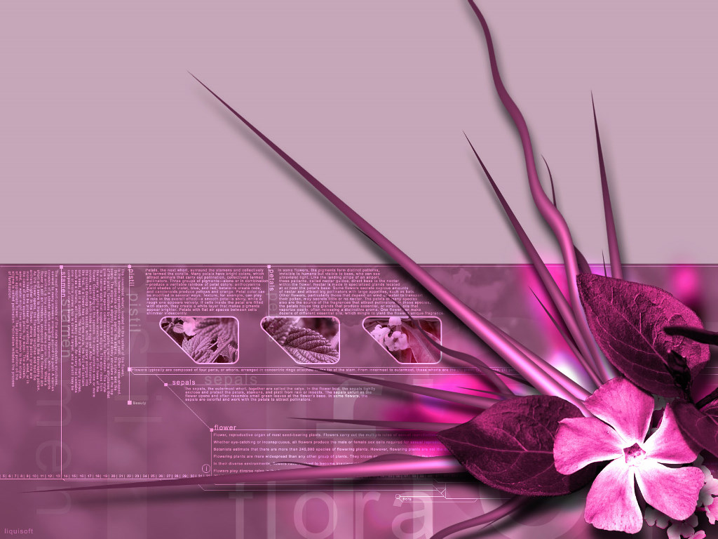 Wallpapers Antique Flower Pus Photos Pink Theme 1024x768 | #173555 ...