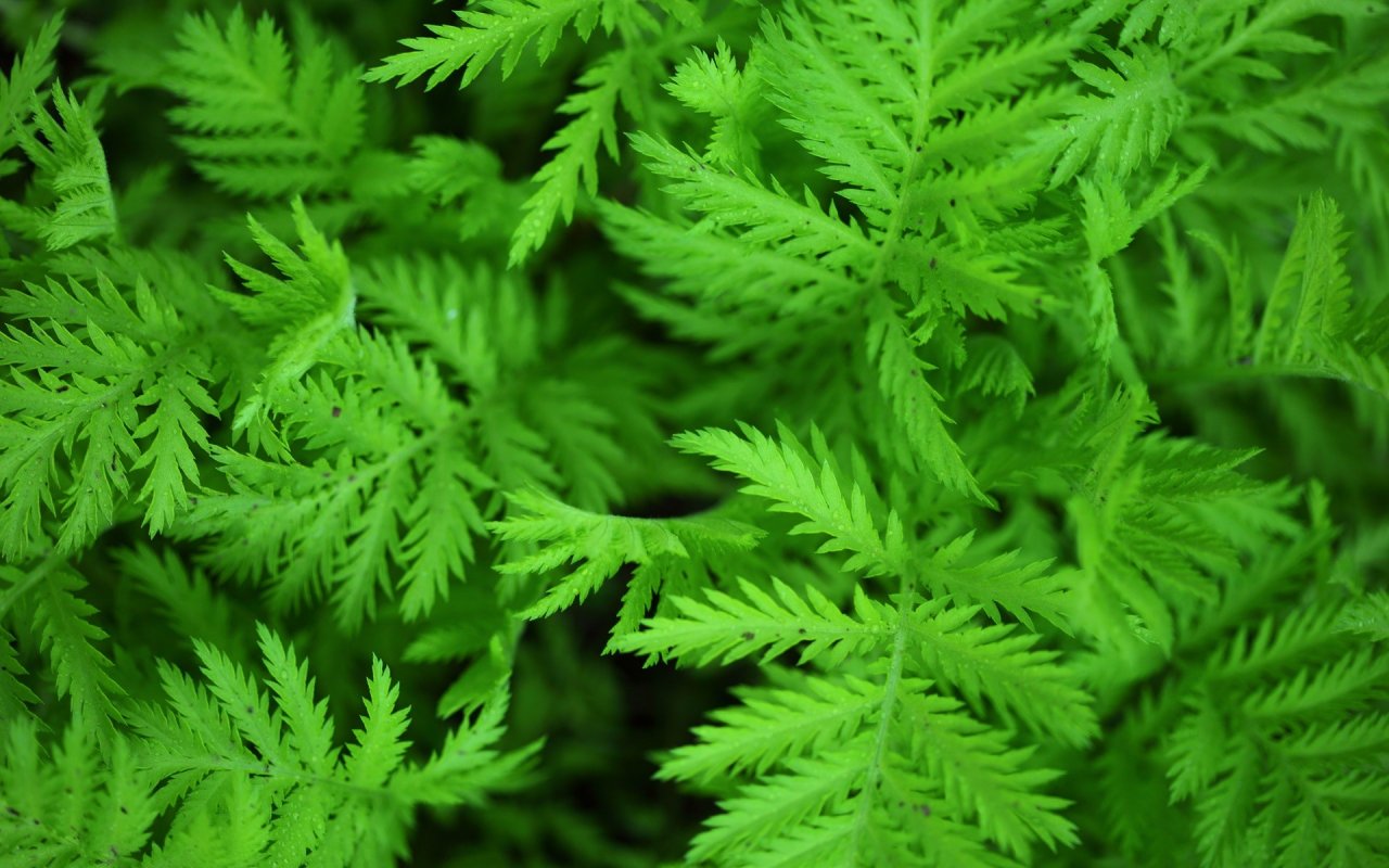 Natural Green Themes - HD Wallpapers Widescreen - 1280x800