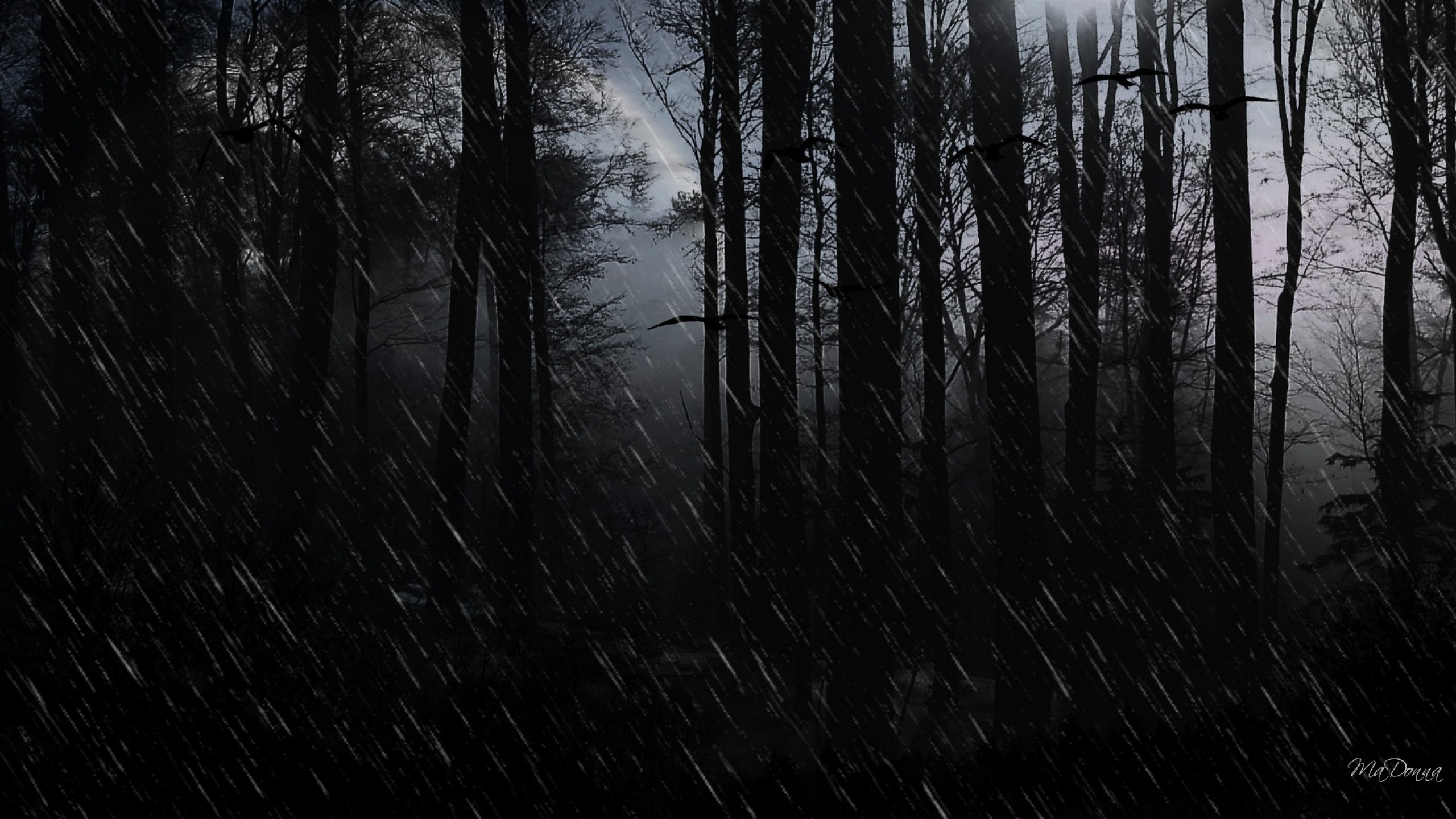 Wallpapers Dark Rain Hd Theme Forest Trees Widescreen Woods Free ...