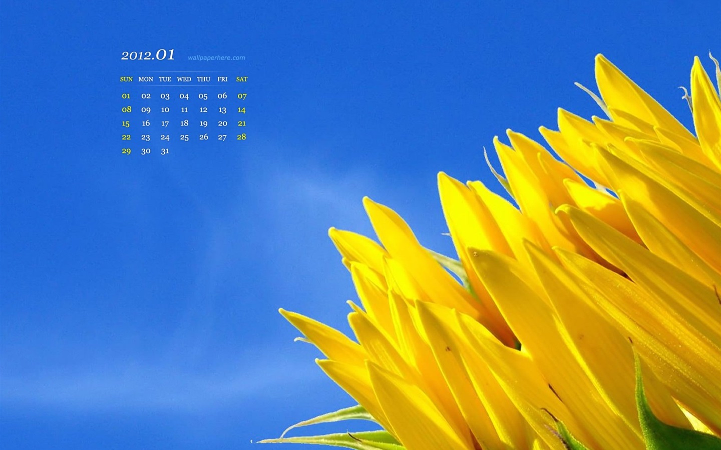 Flower HD-January 2012 calendar desktop themes wallpaper ...