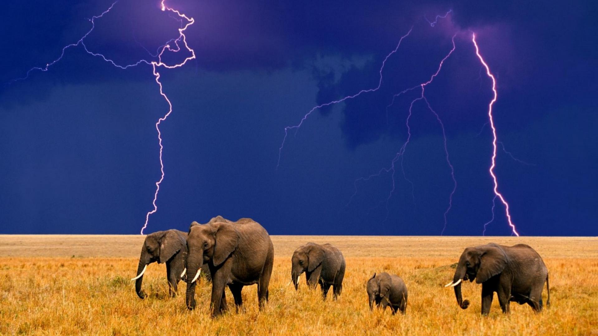 Thunderstorm elephants hd wallpaper - - HQ Desktop