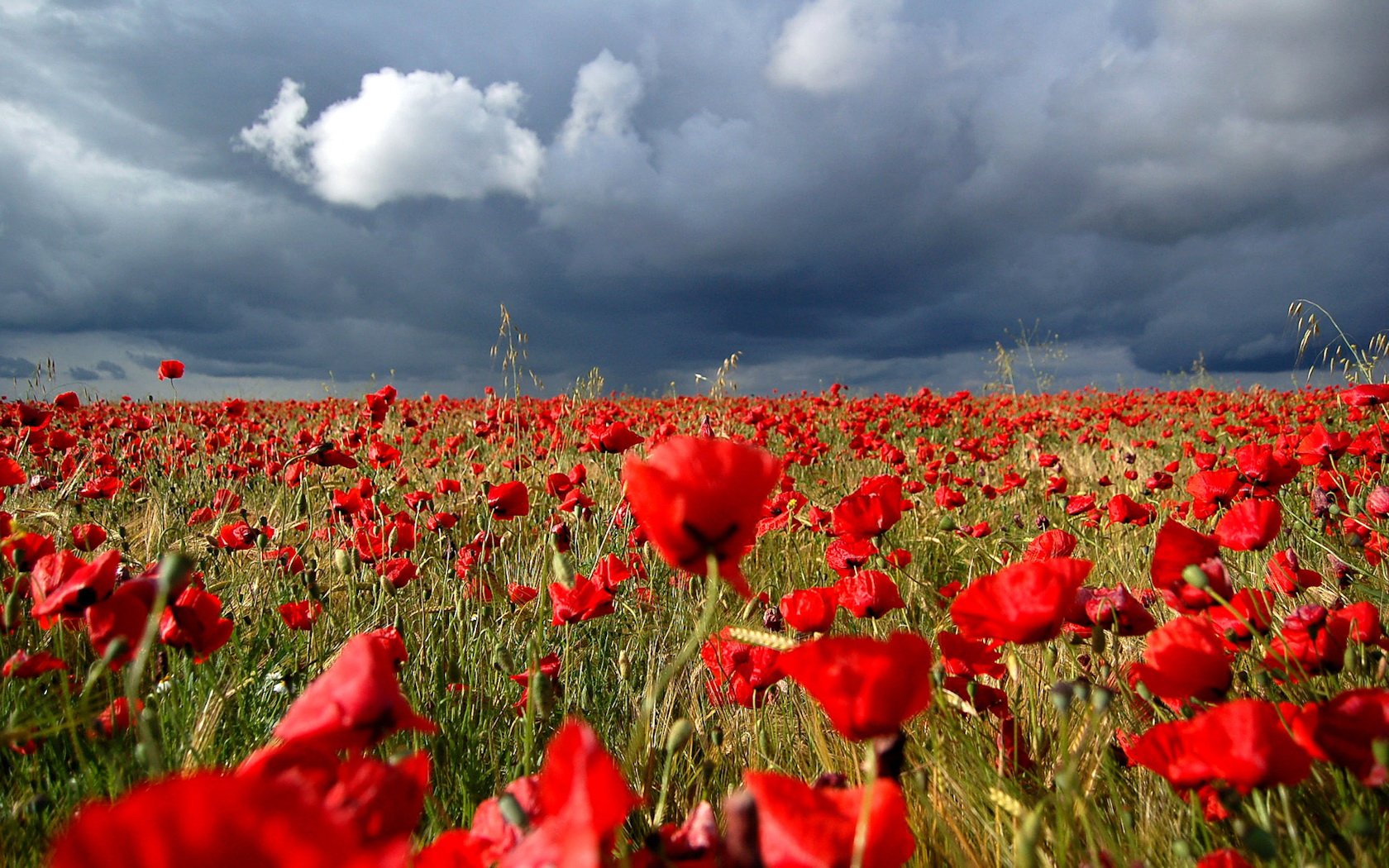 Field of red maquis before a thunderstorm wallpaper - Flower