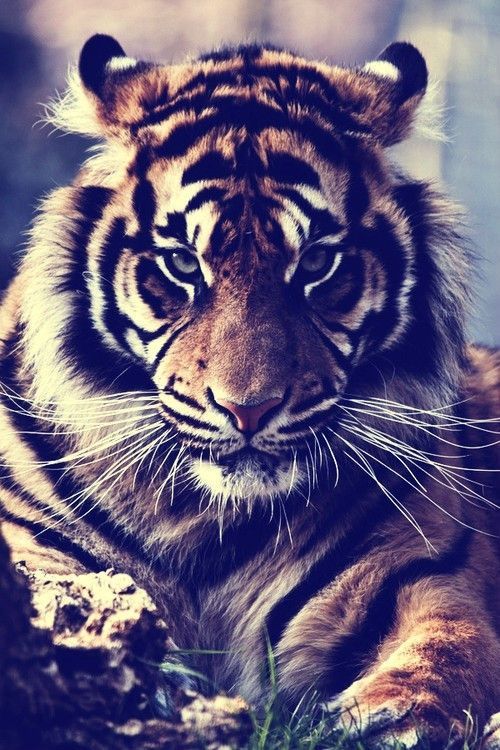 Tiger Wallpaper - A king only bows down to his queen | Random ...