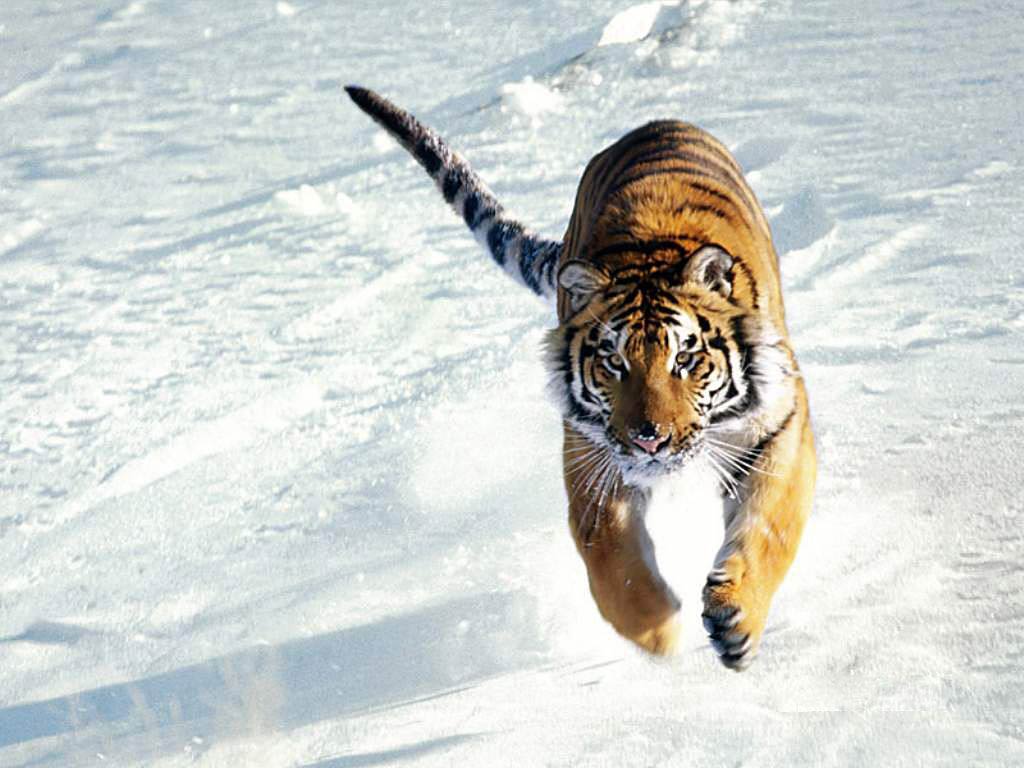 Free Tiger Wallpaper download - Animals Town